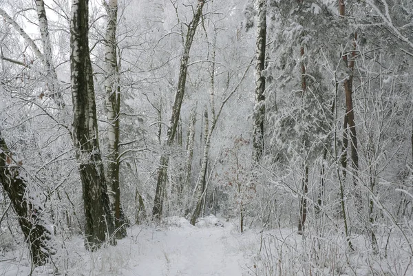 Στο χειμερινό δάσος — Φωτογραφία Αρχείου