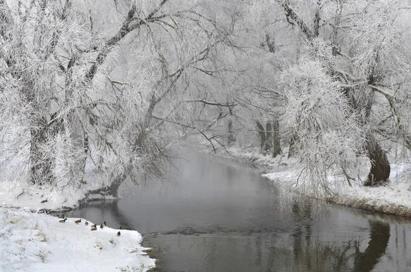 Kış ördekler Nehri üzerinde