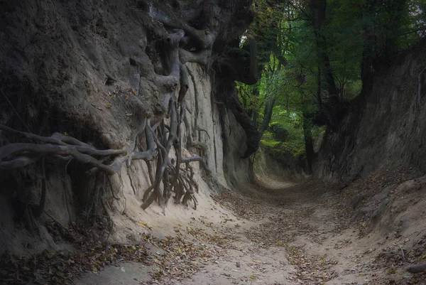 Gorge kök aşağı 4