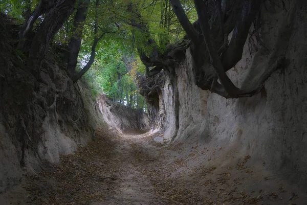 Gorge kök aşağı 5