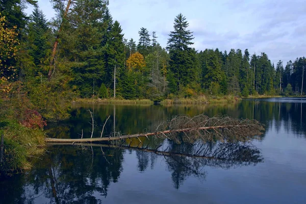 Yatay, çam düşmüş