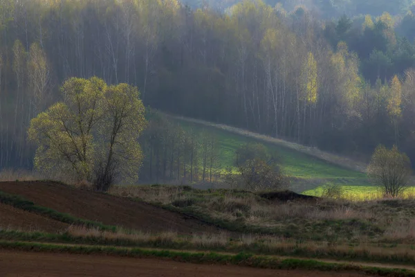 Paysage printanier des champs et forêts . — Photo