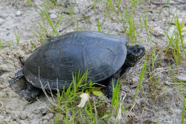 Will the young turtles