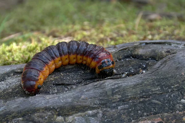 bir ağaç gövdesi üzerinde tırtıl