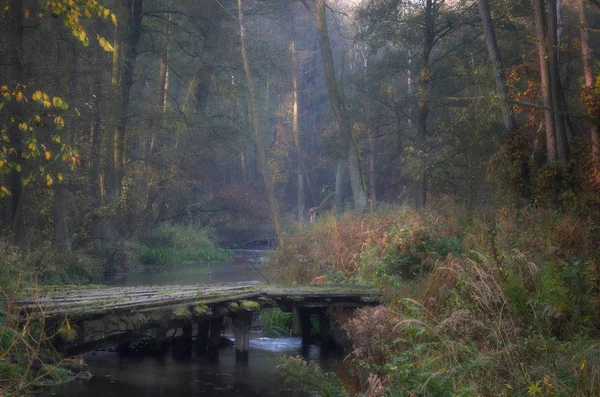 Ormanın Ortasında Eski Bir Köprü Lublin Bir Orman Ndznica Nehri — Stok fotoğraf