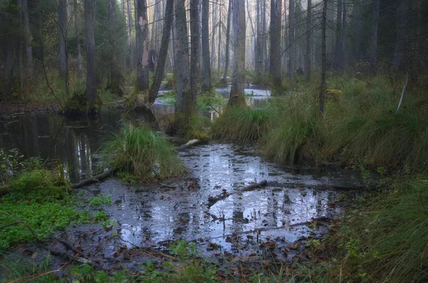 Carte Postale Sauvage Lieu Roztocze Connu Comme Deuxième Source Rivière — Photo