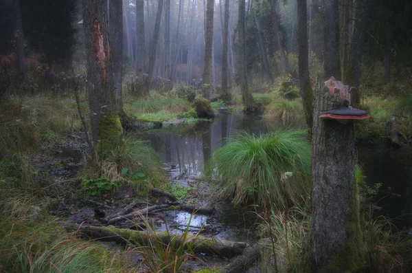 Cartolina Della Natura Selvaggia Luogo Roztocze Conosciuto Come Seconda Sorgente — Foto Stock