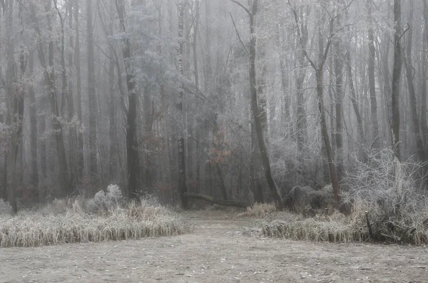 Kış Ormanına Giriş — Stok fotoğraf