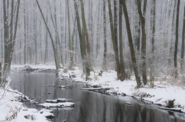 Δάσος Χειμωνιάτικο Ποτάμι Κατά Διάρκεια Χιονοθύελλας — Φωτογραφία Αρχείου