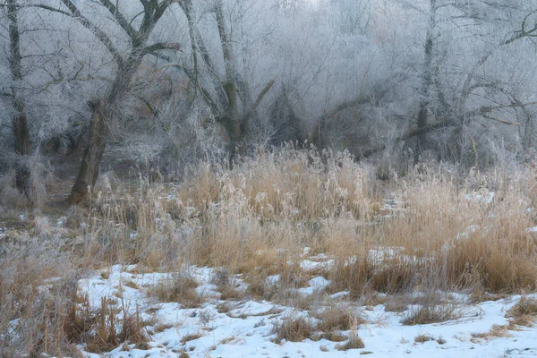 Χειμερινά Δέντρα Και Καλάμια Στις Όχθες Του Ποταμού — Φωτογραφία Αρχείου