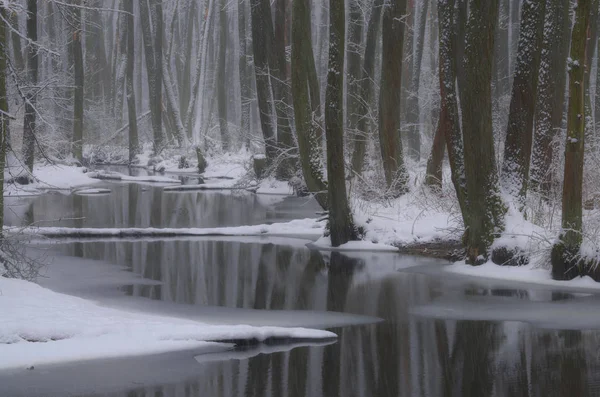 Χειμερινό Δάσος Στερεοποιήθηκε — Φωτογραφία Αρχείου
