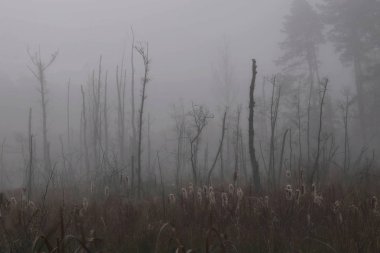 Gün doğmadan önce, bataklığın üzerinde sis var..