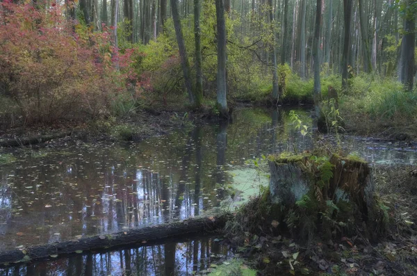 Der Charme Der Herbstlichen Ecke Des Waldes — Stockfoto