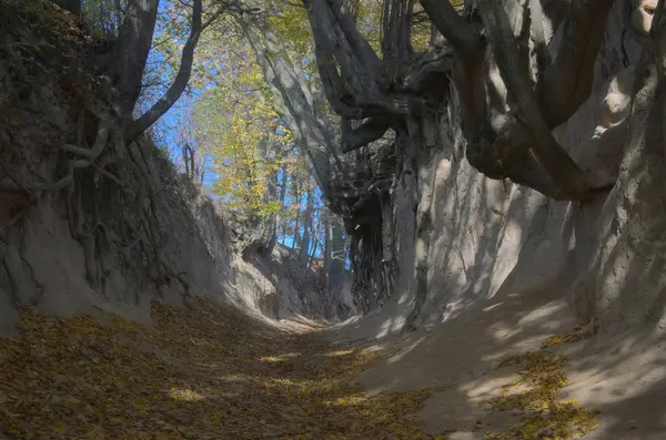 Kök aşağı. Ağaçların burada oluşu inanılmaz.