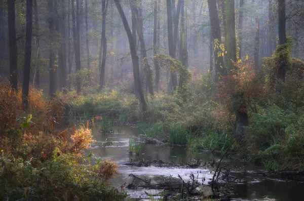 Uyanık Günlerdeki Sonbahar Ormanı — Stok fotoğraf