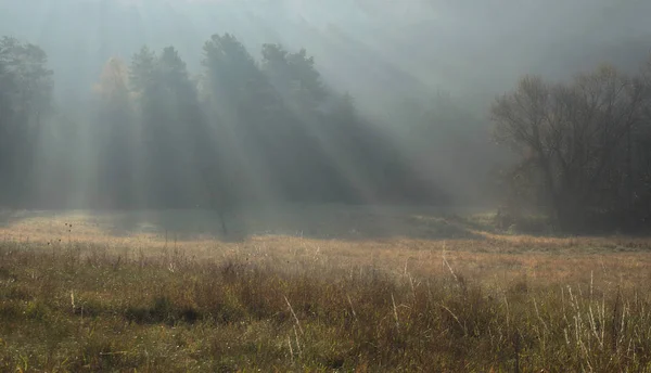 Roztocze 'deki açıklık, güneşle yıkanmış.