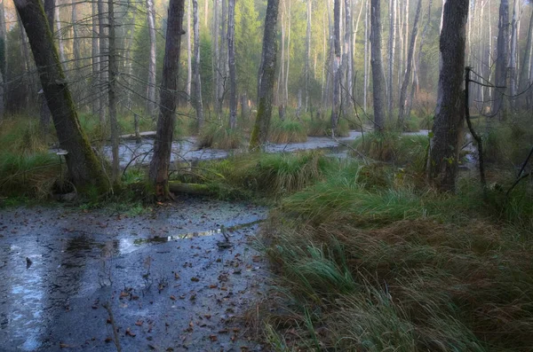 Zones Humides Une Forêt Sauvage Roztocze — Photo