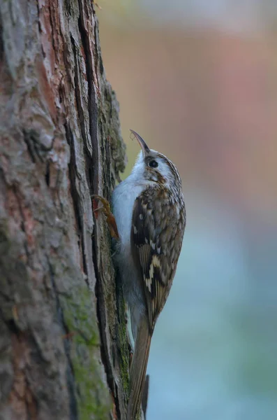 Schlingpflanze Baum Gekuschelt — Stockfoto