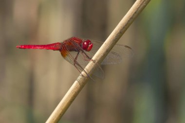 Yamaçtaki kırmızı yusufçuk