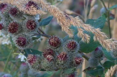 Çayırda sonbahar dalları