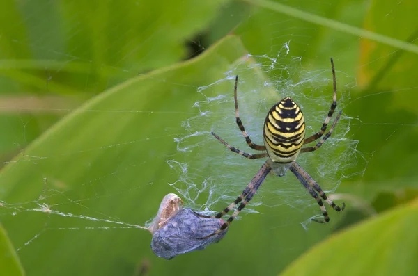 bir örümcek avını ile