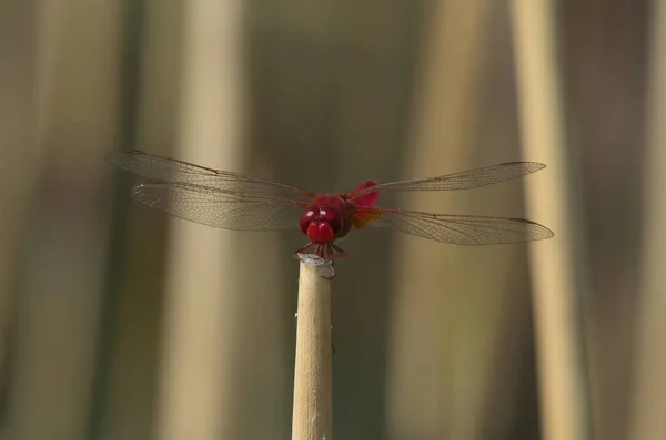 Libelle Auf Der Spitze Eines Rohrstocks — Stockfoto