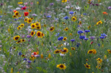 Güzel kokulu, renkli bahar tarlası.