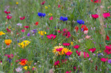 Büyük, küçük ve en küçük çiçek