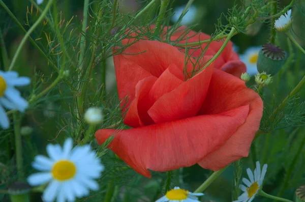 Papatyalar arasında kırmızı taç yaprakları