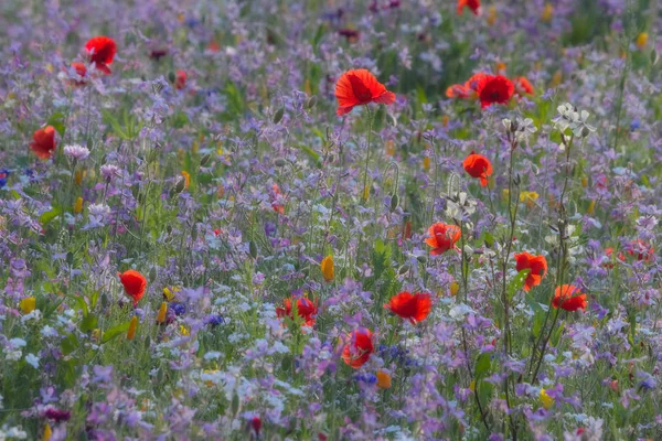Renkli bir tarladaki Macka kokusu.