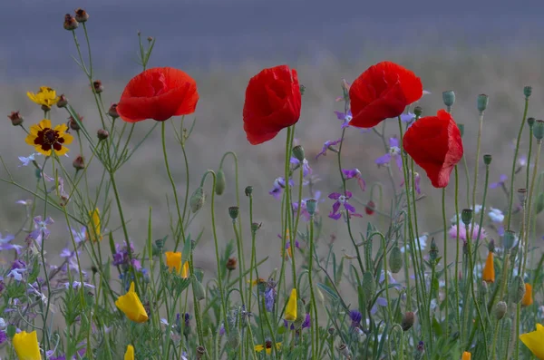 Saha Ordusu 'nun Dört Silahşörleri