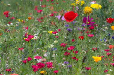 Poppy, çiçeklerin arasında kuru üzüm