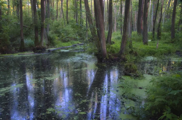 Bataklık ormanı ve ağaçların yansımaları