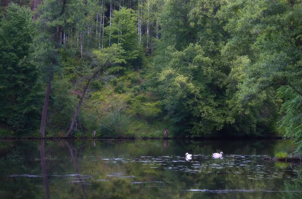 Est Bon Pour Ces Cygnes — Photo