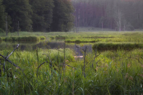 Swampy Τοπίο Κοντά Olsztyn — Φωτογραφία Αρχείου