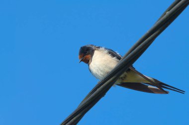 Aşağıda ne var? - Kırlangıç diyor ki...