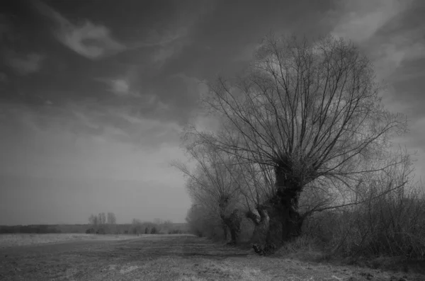 Krajobraz Wierzbami Czerni Bieli — Zdjęcie stockowe
