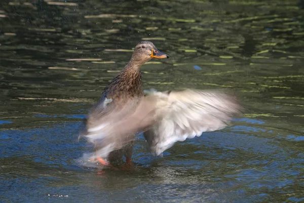Duck Walking Surface Lake — Stock Photo, Image