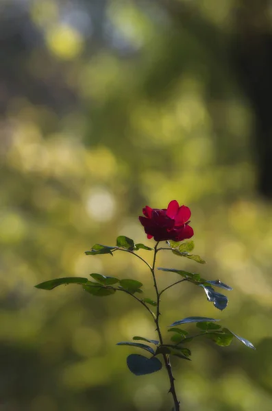 Bir sonbahar gününün son gülü