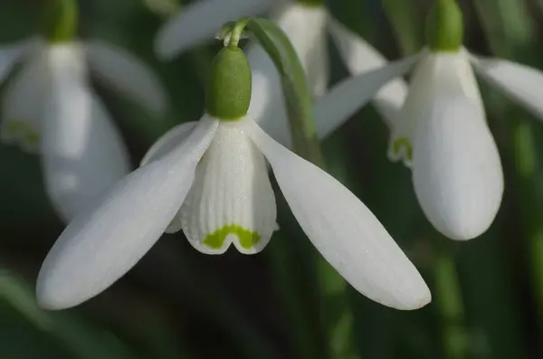 Kar damlasının güzelliği ve lezzeti