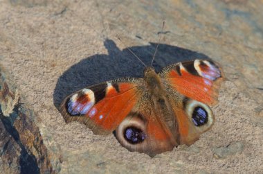 Sabah güneşinde kelebeğin renkleri