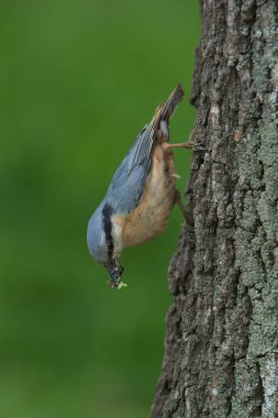 Gagasında av olan bir çıtır.