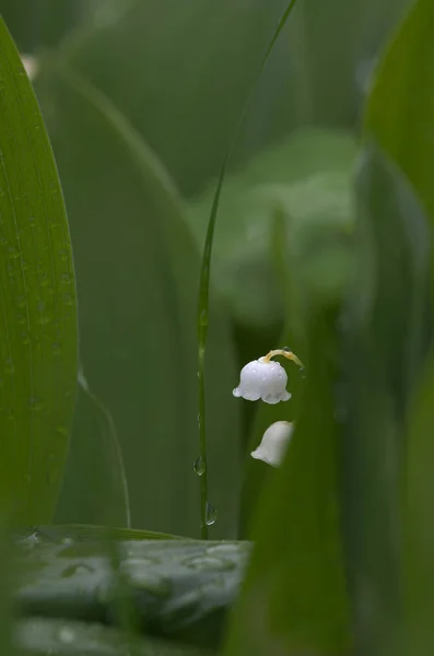 Bir yaprağın arkasından iki çanın görüntüsü