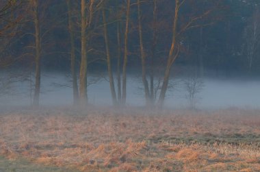 İlk ışınlar çayırı aydınlatır.