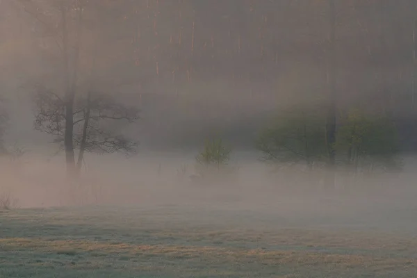 Туманный Рассвет Краю Леса — стоковое фото