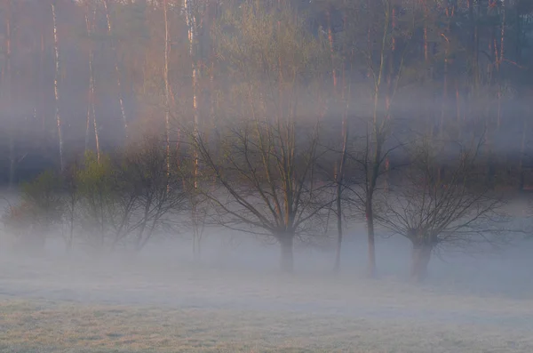 Δύο Mists Στο Λιβάδι Πρωί — Φωτογραφία Αρχείου