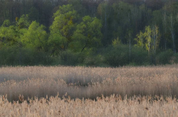 Verde Vívido Árvores Primavera — Fotografia de Stock