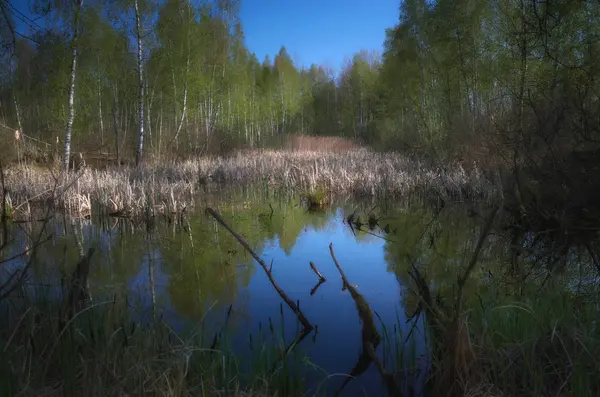 Polesie 'de vahşi bir köşenin cazibesi