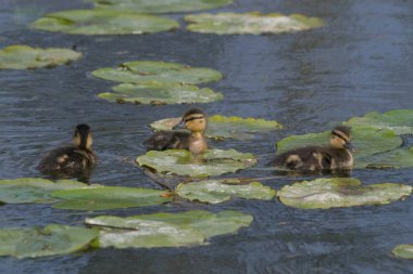 Gölette üç küçük ördek yavrusu