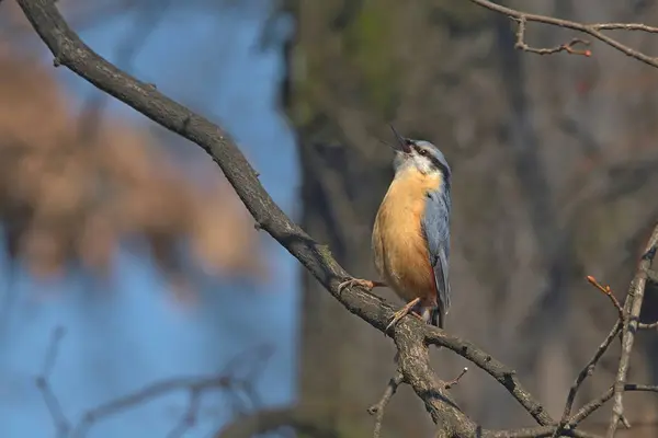 Nuthatch Bird Singing Spring — ストック写真